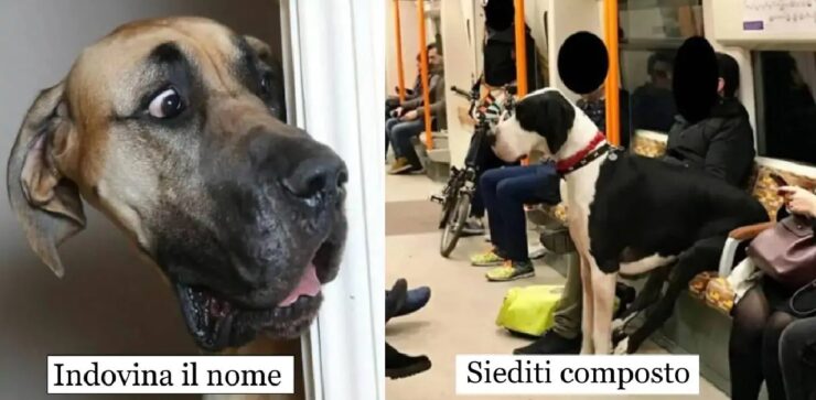 cani alano che non comprendono dimensioni