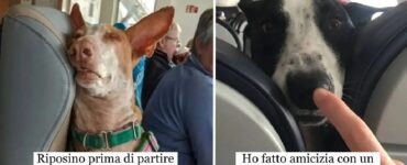 cani che vogliono vedere il mondo