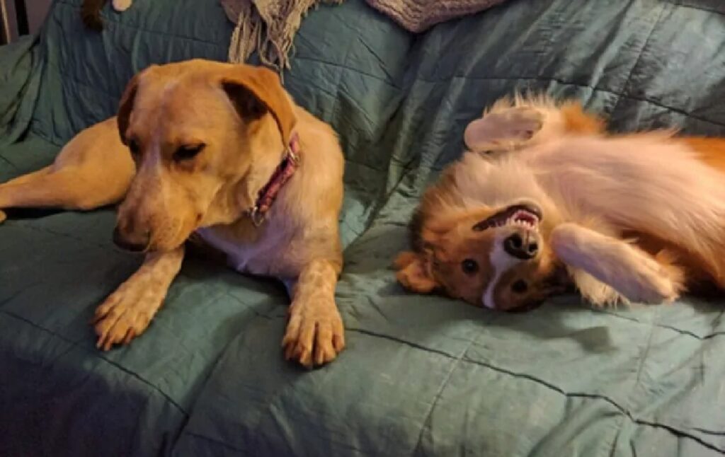 cagnolini giocano in casa