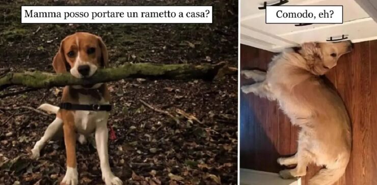 cani che rendono il mondo meraviglioso