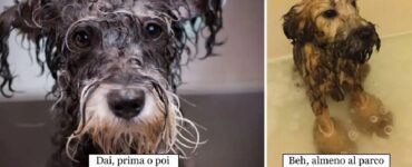 cani che devono farsi il bagno