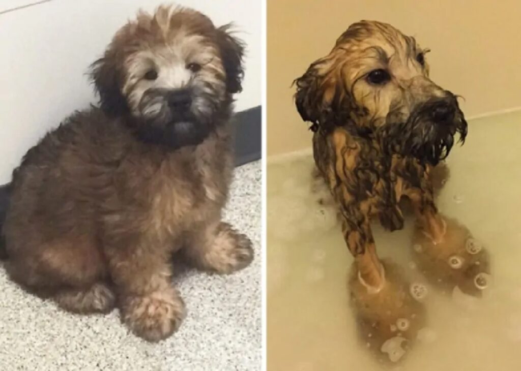 cagnolino sporco testa piedi 