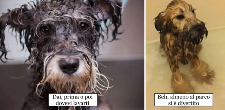 cani che devono farsi il bagno