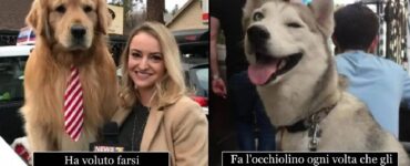 cani che vivono il quotidiano in modo strano