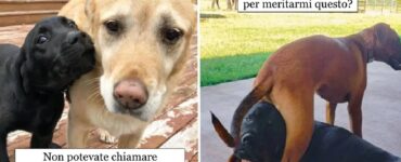 cani che non sopportano altri cuccioli