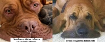 cani che per stanchezza cercano riposo