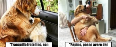 cani che non vogliono sembrare grandi