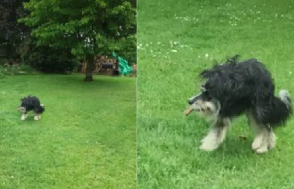 cagnolino corre sul prato