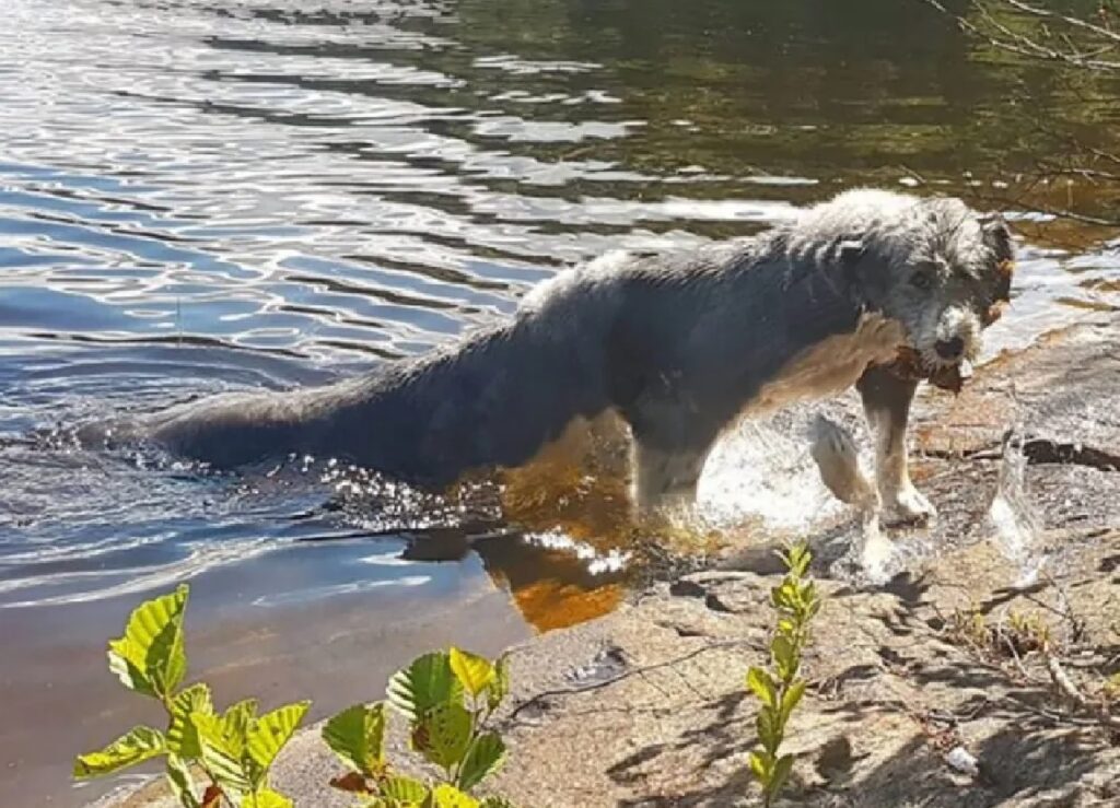 cane corpo allungato