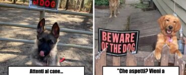 cani che non rispettano il cartello