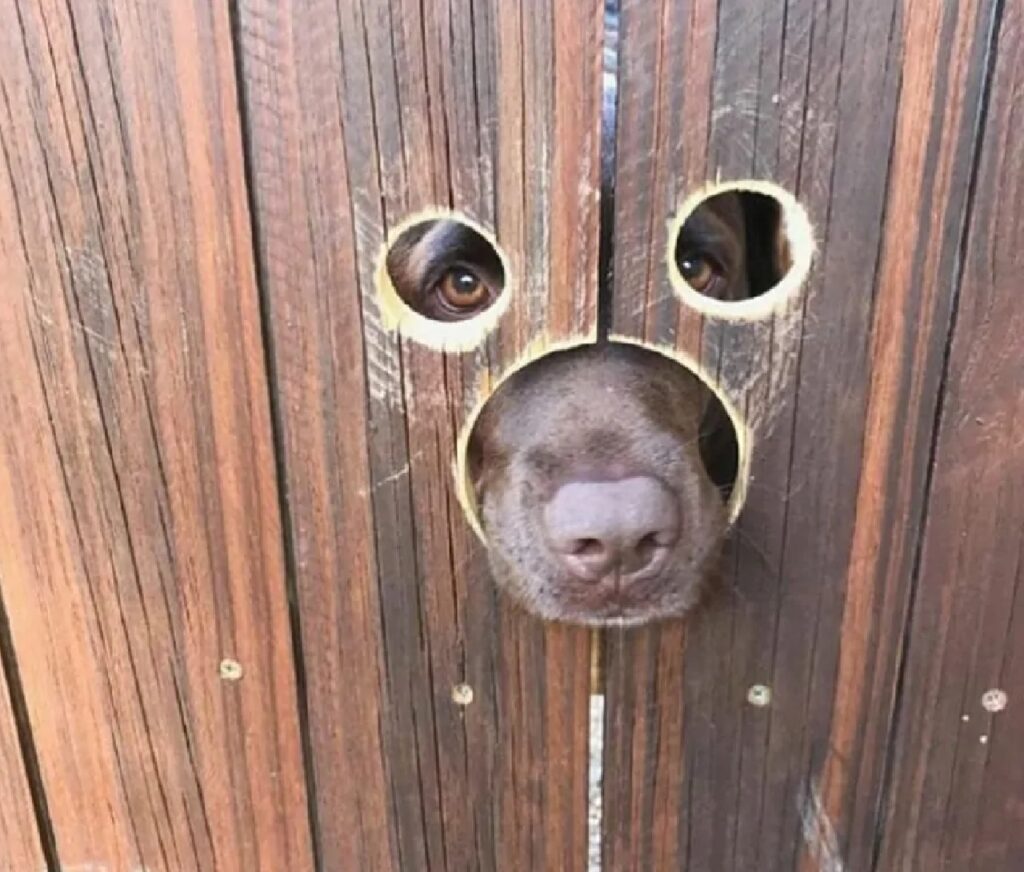 cane maschera di legno 