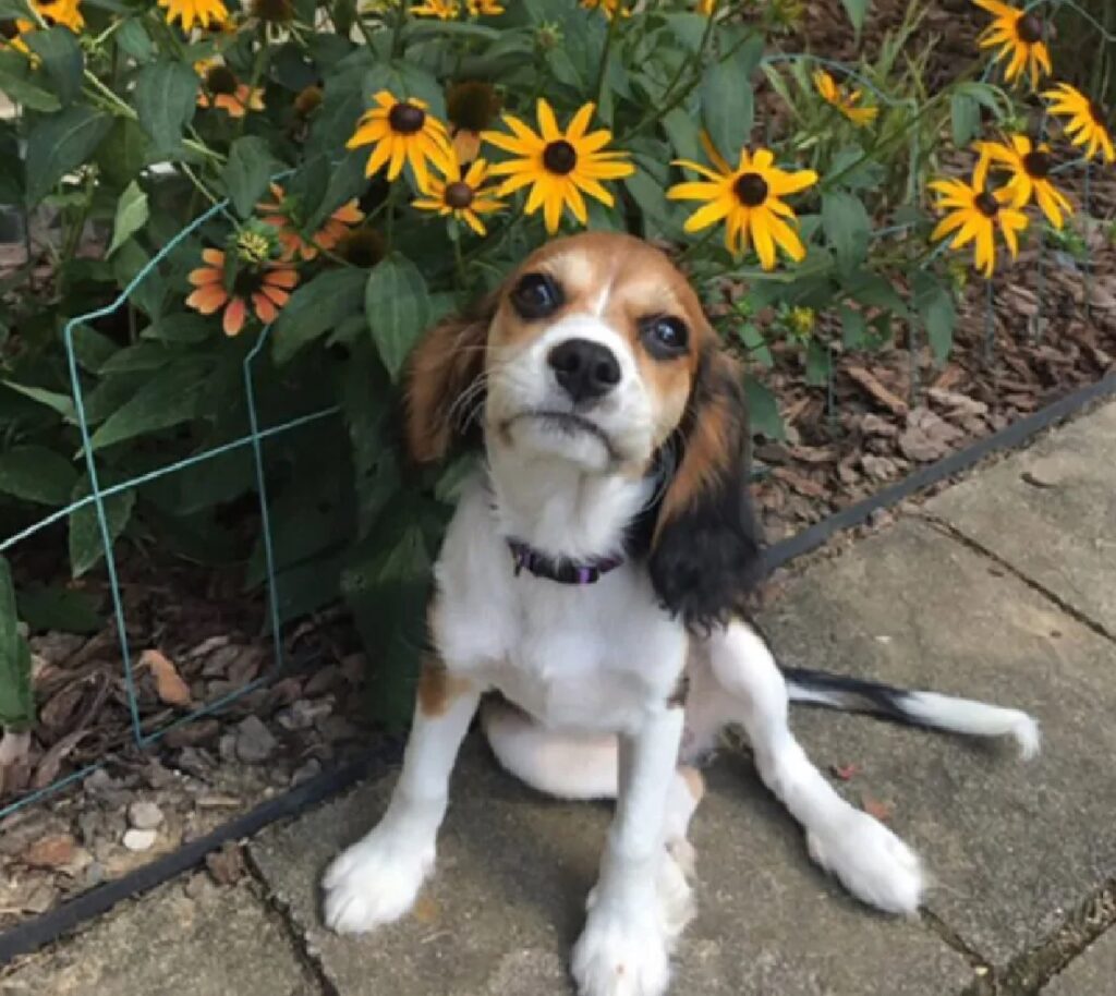 cane beagle vicino fiori