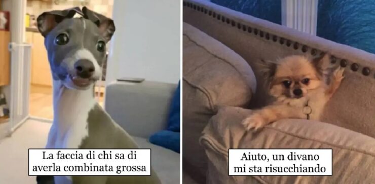 cani che manifestano tutti i sentimenti