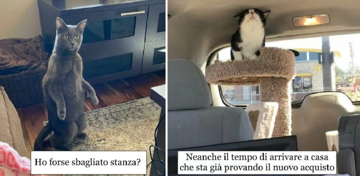 gatti che fanno dell'energia e simpatia loro asso