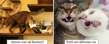 gatti che insieme sono unici