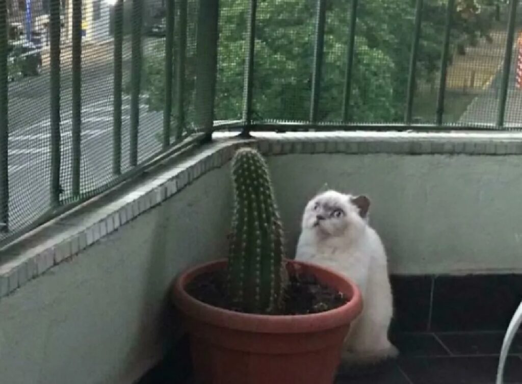 micio fissa un cactus 