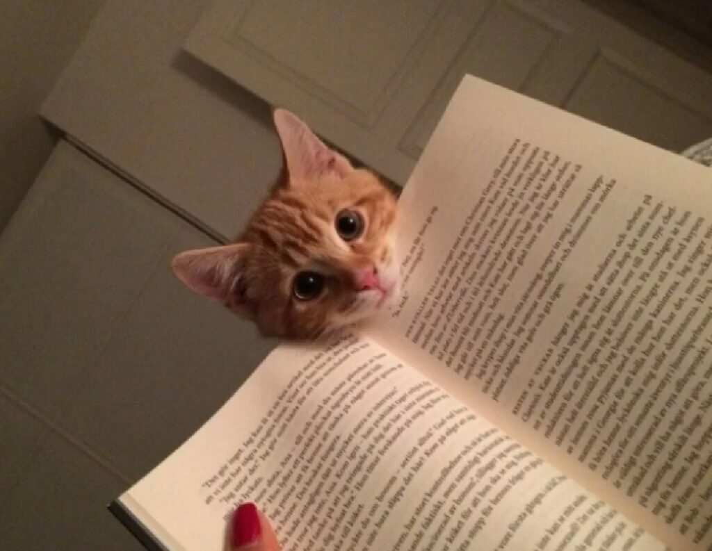 gatto rosso sul libro