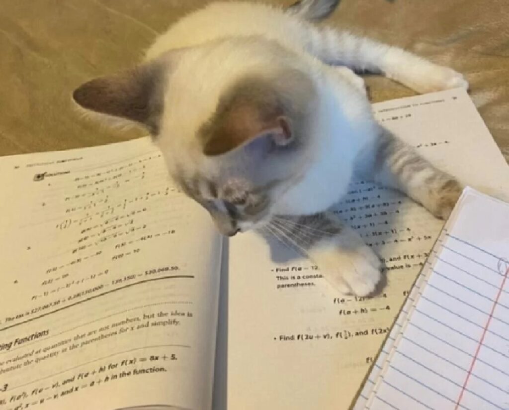 gatto sui libri di studio