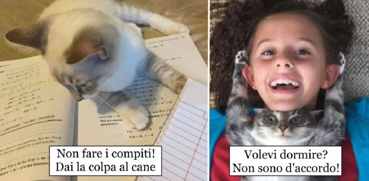 gatti che non concedono spazio personale