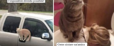 gatti che possono andare ovunque desiderano