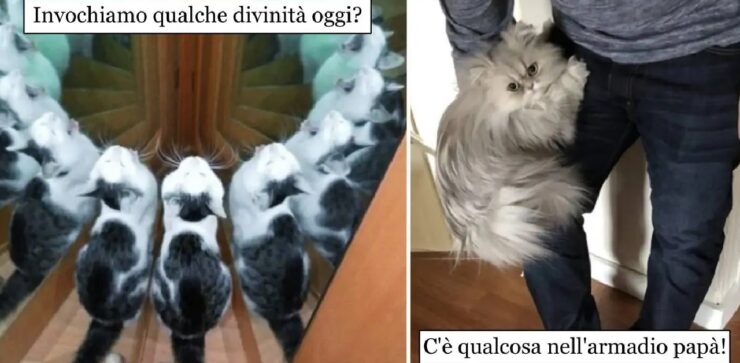 gatti che fanno ridere per le loro azioni