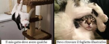 gatti che hanno il potere di sorprenderci