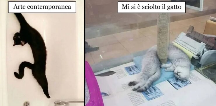 gatti lunghi che non sembrano reali