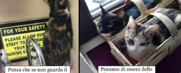 gatti assumono comportamenti anomali