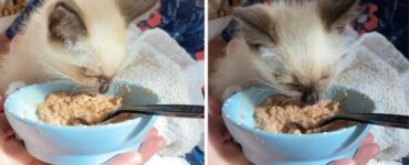 Gatto abbandonato finalmente mangia, dopo tanto tempo (VIDEO)