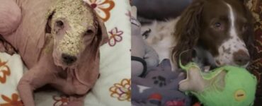 La storia del cane Kelly, che riesce a riabbracciare l'uomo che l'ha salvata