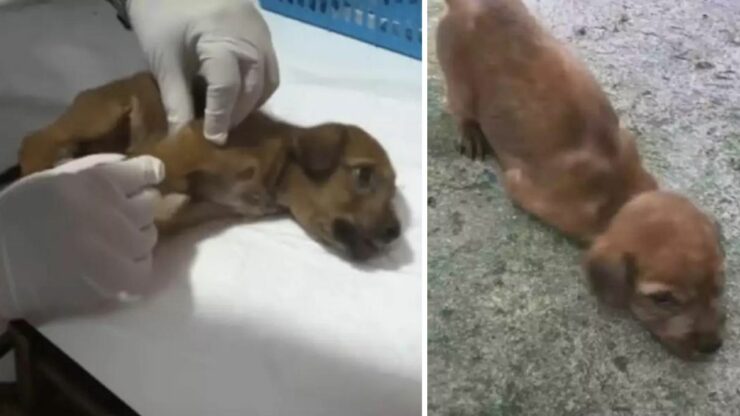 Cucciolo di cane disperato per il dolore aspettava di essere salvato