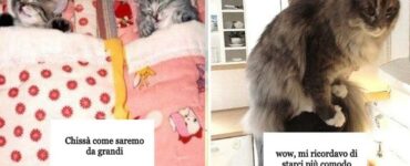 gatti casa prima e dopo