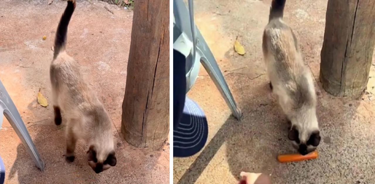 Veterinario offre del cibo ad una gatta randagia e assiste alla scena più tenera del mondo