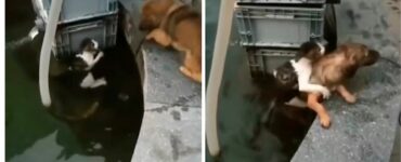 Un cagnolino coraggioso è saltato in acqua per salvare un gattino in pericolo