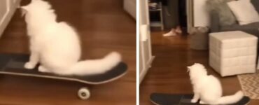 Il video di questo gattino che impara ad andare sullo skateboard lascia a bocca aperta tutto il web