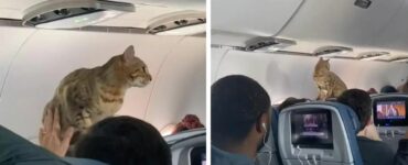 Gatto ribelle inizia a saltate su tutti i sedili in aereo