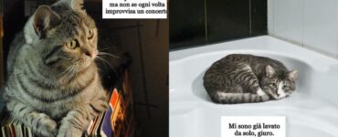 gatto fastidio alcune cose