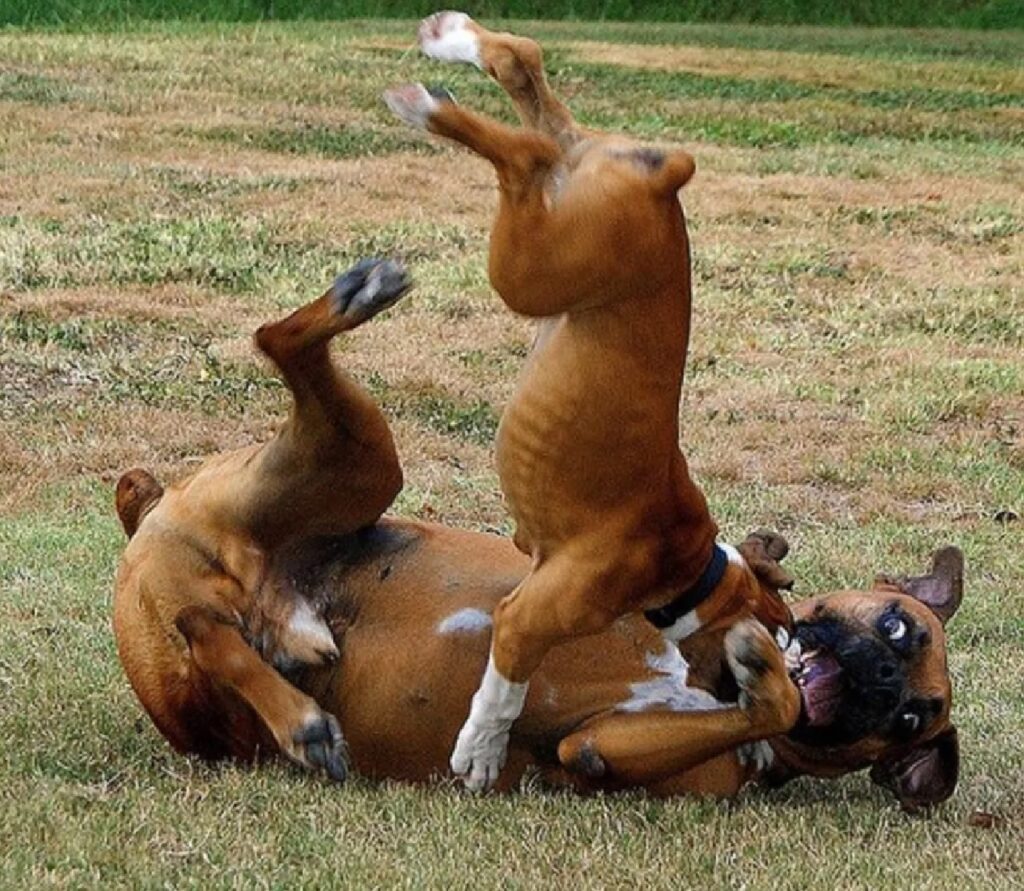 coppia di cani giocano prato