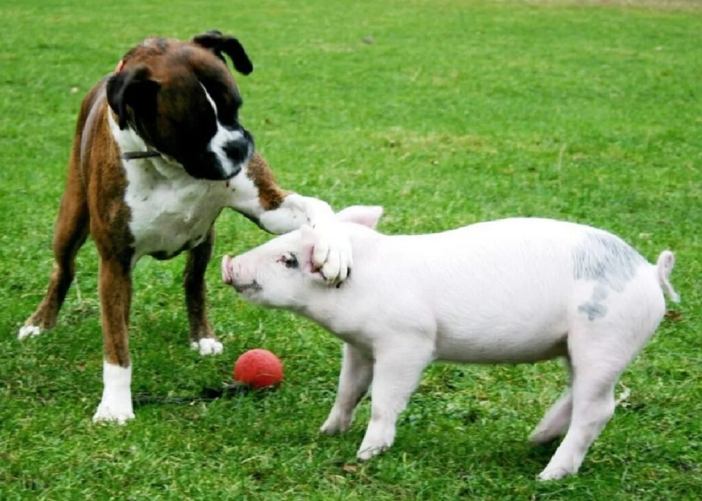 cagnolino palla arancione