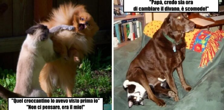 cani e felini divertenti azioni