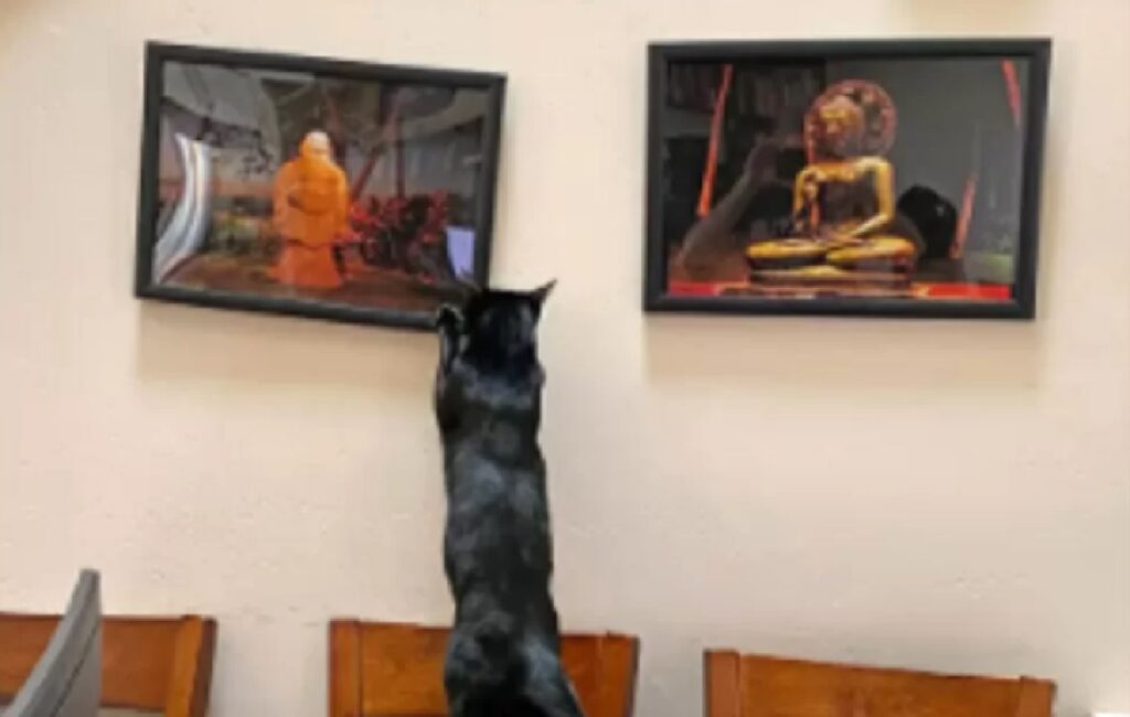 gatto se la prende con quadro