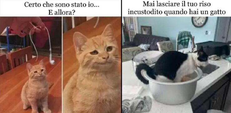 gatti che sono dei veri delinquenti