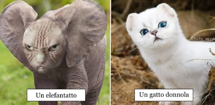 animali con la faccia di gatti