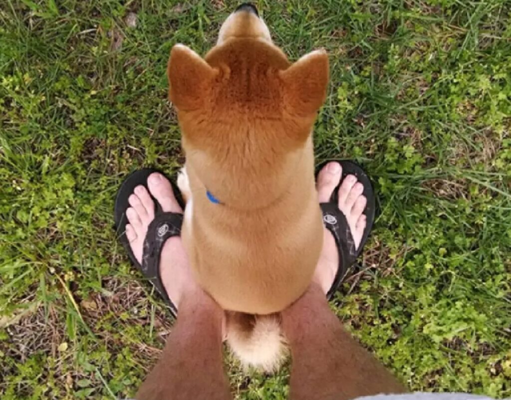 cagnolino sui piedi