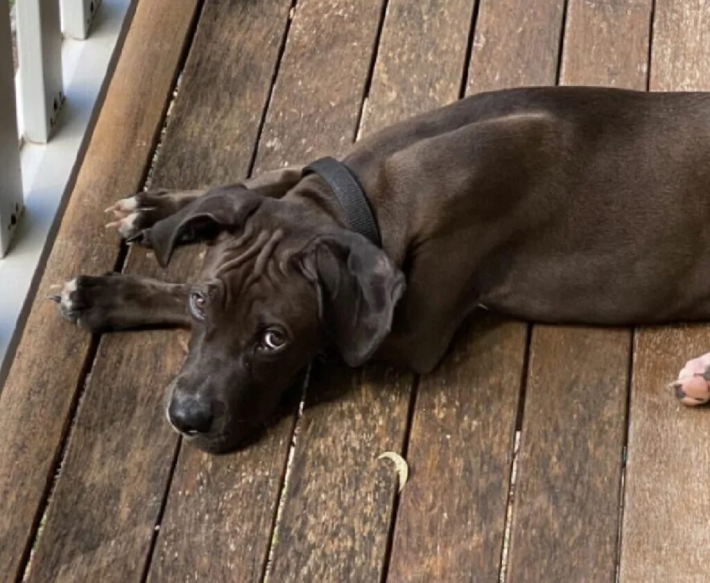 cane sulle travi di legno