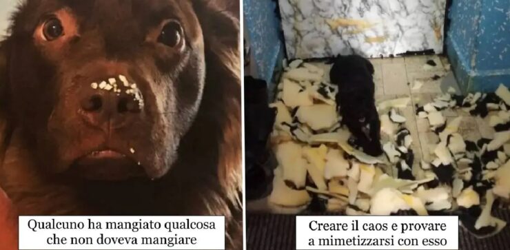 cani che le combinano di tutti i colori