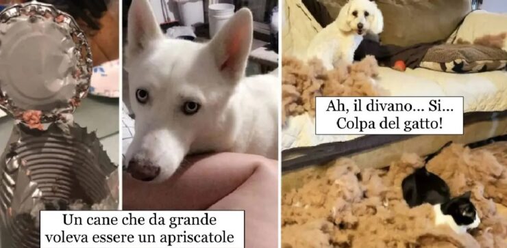 cani che sanno di averla combinata grossa