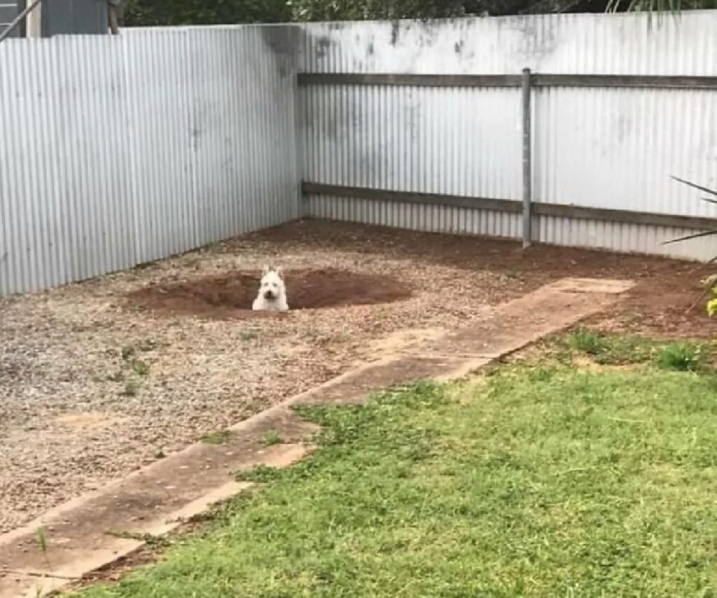 cane buca nel terreno nascosto