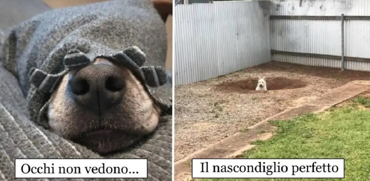 cani che vanno fuori di testa