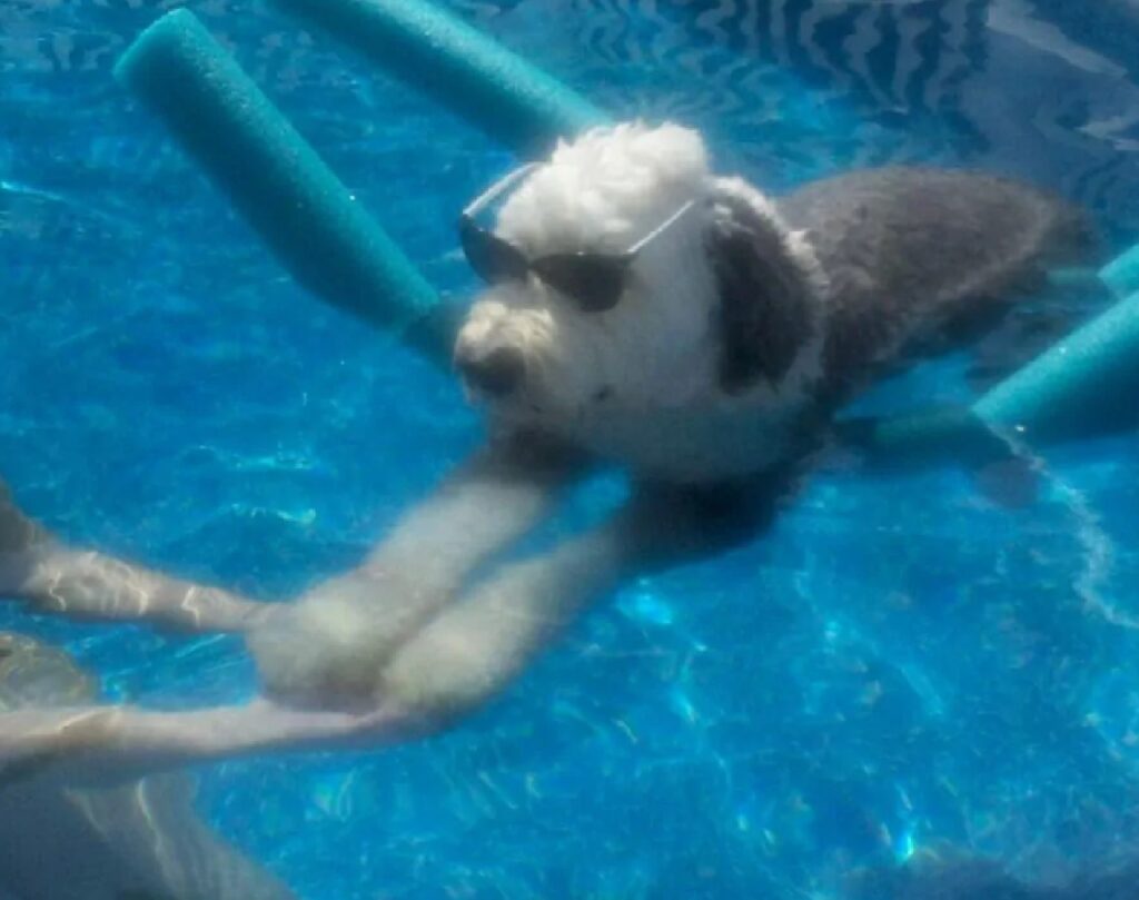 cane si rilassa con occhiali